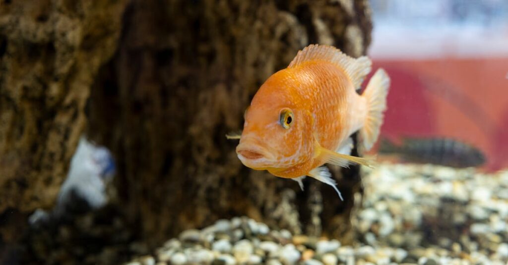 Aménager un aquarium : astuces pour réussir votre projet