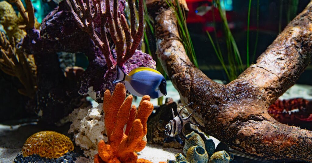 Aménager un aquarium : astuces pour réussir votre projet