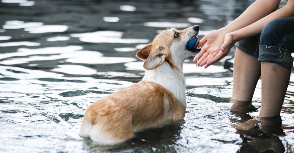 Tisser des liens : l'importance de la routine avec votre animal