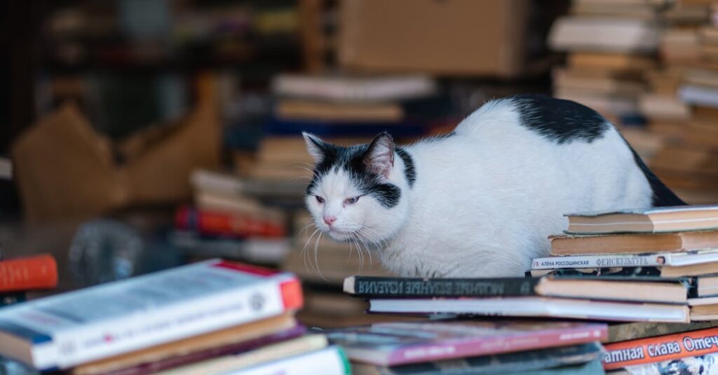 Comment créer un coin de lecture douillet pour vous et votre chat