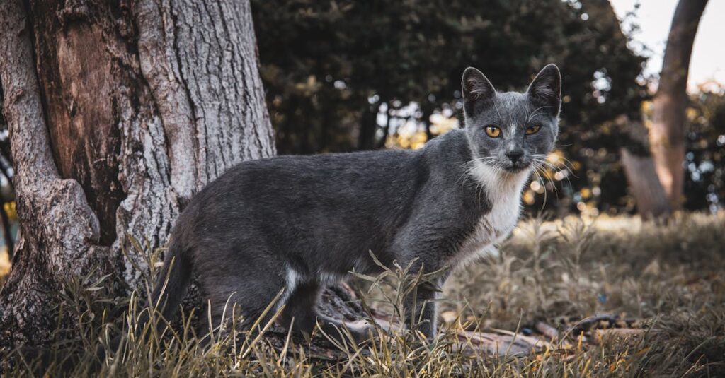 Créer un jardin en plein air pour vos petits animaux