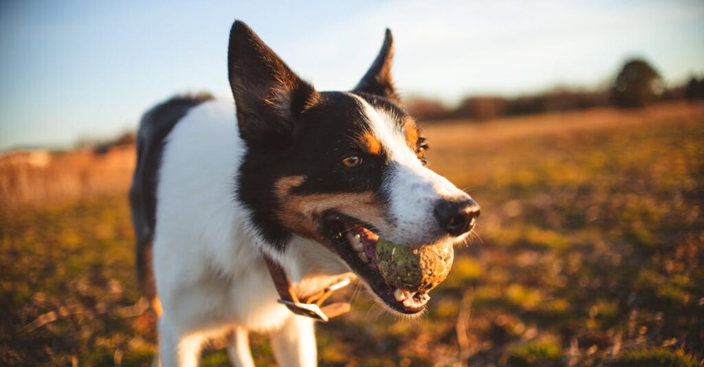 Comment créer un parcours d'agilité diy pour chiens